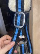 Licol taille cob