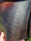 Selle Prestige 17'