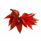 Vigne rouge EFGM - 250 ml