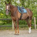 Tapis Micah ocean breeze QHP