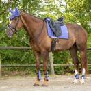 Tapis Nyomi purple sunset QHP