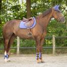 Tapis Nyomi purple sunset QHP