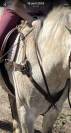 Collier de chasse 5 points HFI 