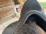 Selle childeric DPL 17,5