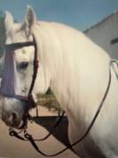 BRIDES VAQUERAS ESPAGNOLES EN CUIR FAITE A LA MAIN