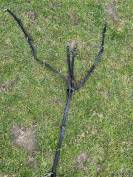 Collier de chasse + martingale 