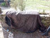 Coucouverture kentucky