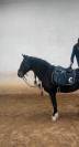 Selle dressage