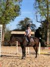 Tapis et bonnet back on track haze gris taille cheval 