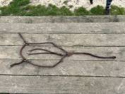 Collier de chasse (5points) 