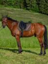 Tapis de selle Stanford DRESSAGE TOMMY HILFIGER