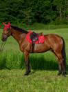 Tapis de selle Stanford MIXTE - TOMMY HILFIGER