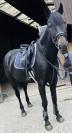 selle Bruno Delgrange Taille 17,5 