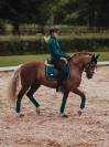 Tapis de selle emerald dressage - equestrian stockholm - tissu déperlant