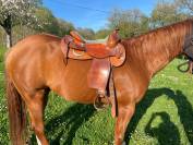 Selle western 