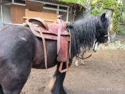 Selle western Barnes