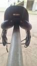 Antares Tempo dressage