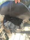 Selle Fitter jump