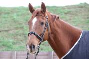 Frontal oeil de taureau - Horse Remedy - Miroir