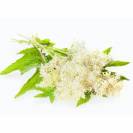 Reine-des-pr&eacute;s EFGM - Horse Remedy - Plante pour chevaux