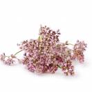 Val&eacute;riane EFGM - Horse Remedy - Relaxation et bien-&ecirc;tre