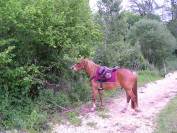 Sella da trekking JMS nomade  17" - 2000