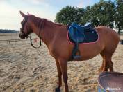 Sella mista Prestige Italia Michel Robert 17" - 2025