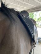 Sella da dressage CWD SE 08  18" - 2013