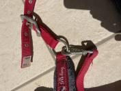 Licol rouge avec moumoute grise