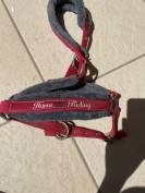 Licol rouge avec moumoute grise