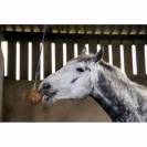 Pierre stall ball alléger complément alimentaire pomme - Likit