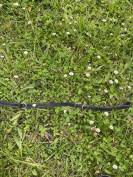 Collier de chasse 