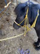 Licol étiologique de haute qualité