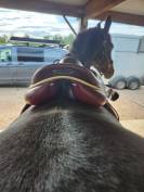 DEVOUCOUX BIARRITZ O 3 AAB Havane