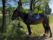 Sella da salto ostacoli  Flex on 17" - 2022