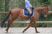 Superbe selle de dressage devoucoux