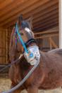 Masque nébulisation avec accessoires Air One - Hippomed