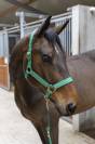Licol Hansy avec longe - Harcour - nylon