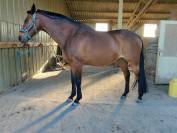 Selle de dressage Antares 17' 