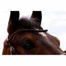 Frontal disco à pression - ju & pa - cuir tanné végétal