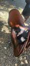 Vend selle forestier courcom