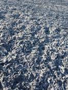 Copeaux de textile pour sol équestre