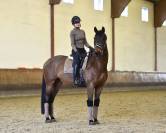 Tapis de selle Champagne DRESSAGE - Equestrian Stockholm