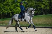 Tapis de selle Royal classic DRESSAGE - Equestrian Stockholm - Tissu déperlant