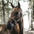 Licol anatomique en suédine - Kentucky - Cuir artificiel