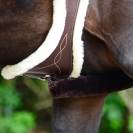 Sangle Anatomique sheepskin - Kentucky - Confort optimal