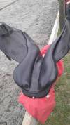 Selle Equipe 17.5 pouces
