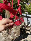 Licol taille poney + longe 