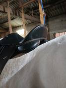 Selle Wintec 500 caire 16,5 