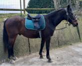 Selle wintec dressage isabelle Werth